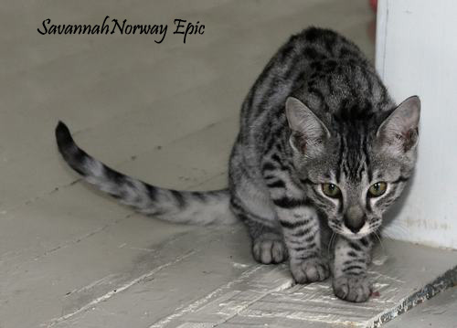 SavannahNorway Epic Silver Savannah cat: Photo: Camilla Hesby Johnsen